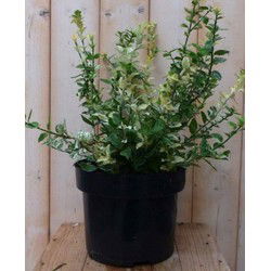 Kardinaalsmuts witbont kroesblad 50 cm