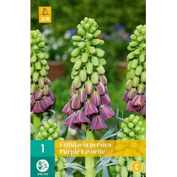 Fritillaria persica purple favorite