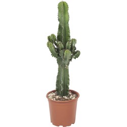 Green Bubble Woestijn Cactus - 70cm