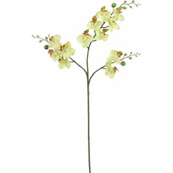Mica Decorations Kunstbloem Orchidee tak - lichtgeel - 75 cm - Kunst zijdebloemen - Kunstbloemen