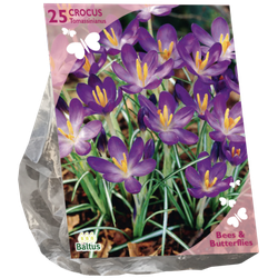 Bees & Butterflies Crocus Tommasinianus per 25 bloembollen