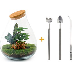 URBANJNGL - Planten terrarium • Drop XXL Rood • Ecosysteem plant • ↑ 43 cm