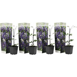 Clematis Taiga - Set van 4 - Winterharde klimplanten - Pot 9cm - Hoogte 25-40cm