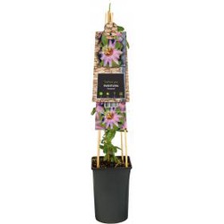 Klimplant Passiflora Anastasia passiebloem - Van der Starre