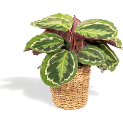 Hello Plants Calathea Medallion Pauwenplant in Mand - Ø 14 cm - Hoogte: 40 cm - Kamerplant