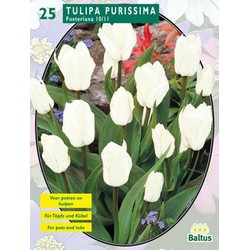 2 stuks - Tulipa Purissima, Fosteriana per 25