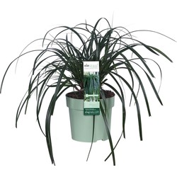 Hello Plants Carex Ribbon Falls Zegge - Siergras - Ø 14 cm - Hoogte: 30 cm