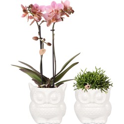 Kolibri Company - Planten set Owl sierpot wit | Set met Phalaenopsis orchidee Treviso Ø9cm en groene planten Rhipsalis Ø9cm  | incl. witte keramieken sierpotten