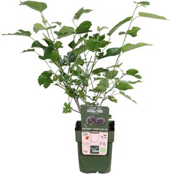 Hello Plants Morus Nigra Mulle Zwarte Moerbei - Fruitboom - Ø 13 cm - Hoogte: 45 cm