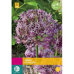 3 stuks - Allium christophii 12 bollen