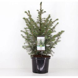 Picea omorika 50-60 cm
