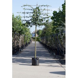 Spaanse aak als leiboom Acer campestre h 320 cm st. omtrek 12 cm st. h 200 cm