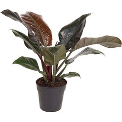 Philodendron 'Imperial Red' - Kamerplant - ⌀19 cm - Hoogte 50-55cm