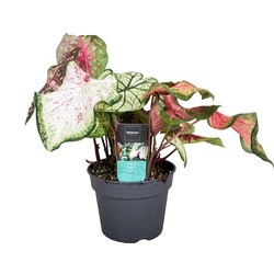 Caladium Carnaval - Exotische kamerplant - Pot 17cm - Hoogte 40-50cm