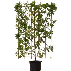 Amberboom haagelement Liquidambar styraciflua 180 cm - Warentuin Natuurlijk