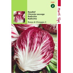 2 stuks - Radicchio Rosso Di Chioggia Palla Rossa 4