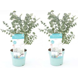 Eucalyptus Pulverulenta - Set van 2 - Pot 17cm - Hoogte 40-45cm