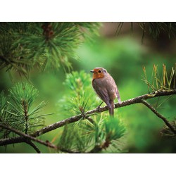 Roodborst tak 70x50cm Tuinschilderij