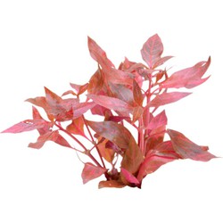 Easy grow 3 alternanthera cardinalis variegata