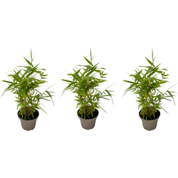 Bamboe - Set van 3 - Fargesia nitida 'Black Dragon' - Hoogte 25-40cm - ⌀14cm