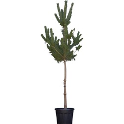 Grove Den Pinus sylvestris 237,5 cm