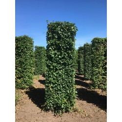 Acer campestre 250 cm - Quickhedge