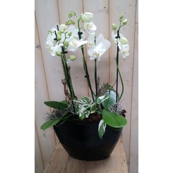 Orchidee Phalaenopsis Wit 4 stelen Waterntuin Natuurlijk