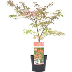 Acer palmatum 'Shirazz' - Japanse Esdoorn - Pot 19cm - Hoogte 50-60cm