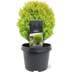 Thuja occidentalis Anniek pbr 20-25 cm Conifeer