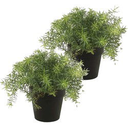 Kunstplant Asparagus - 2x - groen - in zwarte pot - 25 cm - Kunstplanten