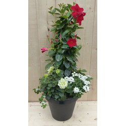 Plastic plantenbak antraciet Dipladenia Mandevilla Sundaville rood met zomerbloeiers wit h80 cm