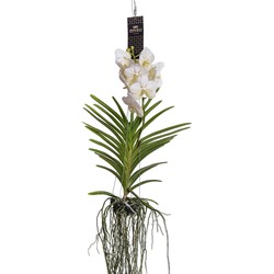 Vanda orchidee - Wit - L - Hoogte 60cm