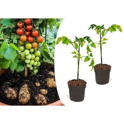 TomTato - Set van 2 - Tomaat en Aardappel in één - Pot 10.5cm - Hoogte 25-40cm