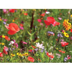 Wilde bloemen 70x50cm Tuinschilderij