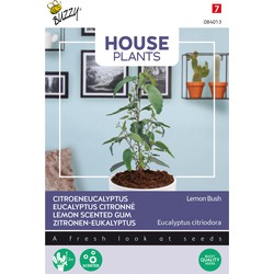 House Plants Eucalypthus citriodora Lemon Bush - Buzzy