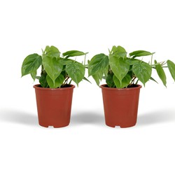 Hello Plants Philodendron Scandens Kamerplanten - 2 Stuks - Ø 12 cm - Hoogte: 15 cm