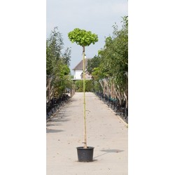 Bol Japanse noot Ginkgo biloba Mariken h 235 cm st. omtrek 8 cm st. h 200 cm