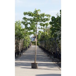 Amberboom als leiboom Liquidambar styraciflua h 270 cm st. omtrek 8 cm st. h 150 cm