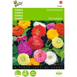 2 stuks - Zinnia elegans Dubbele Dahliabl. Gemengd