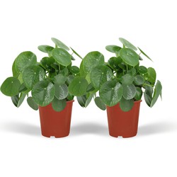 Hello Plants Pilea Peperomiodes Pannekoekenplant - 2 Stuks - Ø 15 cm - Hoogte: 25 cm