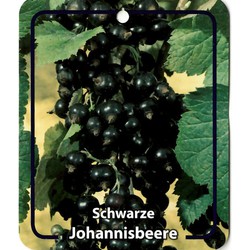 Ribus Nigrum Schwarze Johannisbeeren