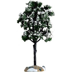 Balsam fir tree, large