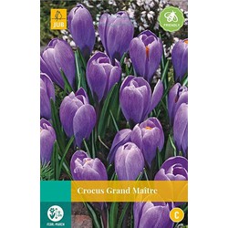 3 stuks - Crocus Grand Maitre 12 bollen