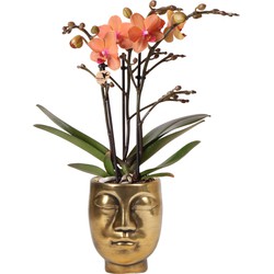Kolibri Orchids | Oranje Phalaenopsis orchidee - Mineral Bolzano + Face-2-Face gold- potmaat Ø9cm | bloeiende kamerplant - vers van de kweker