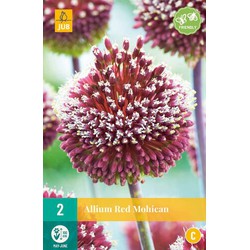 Allium red mohican