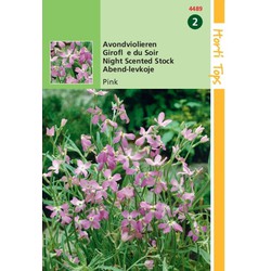 5 stuks - HT Matthiola, Avondviolier roze