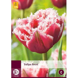 3 stuks - Tulipa Brest 4 bollen