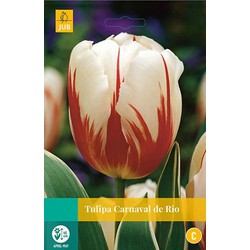 3 stuks - Tulipa Carnaval de Rio 8 bollen