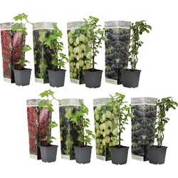 Bessenmix - Mix van 8 - Bessenplanten - Tuinplanten - Pot 9cm - Hoogte 25-40cm