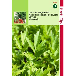 2 stuks - Saatgut Lavas (Maggi-Pflanze) - Hortitops